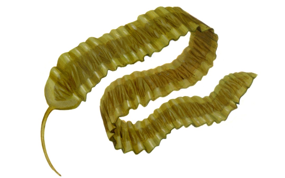 Kombu Azucre