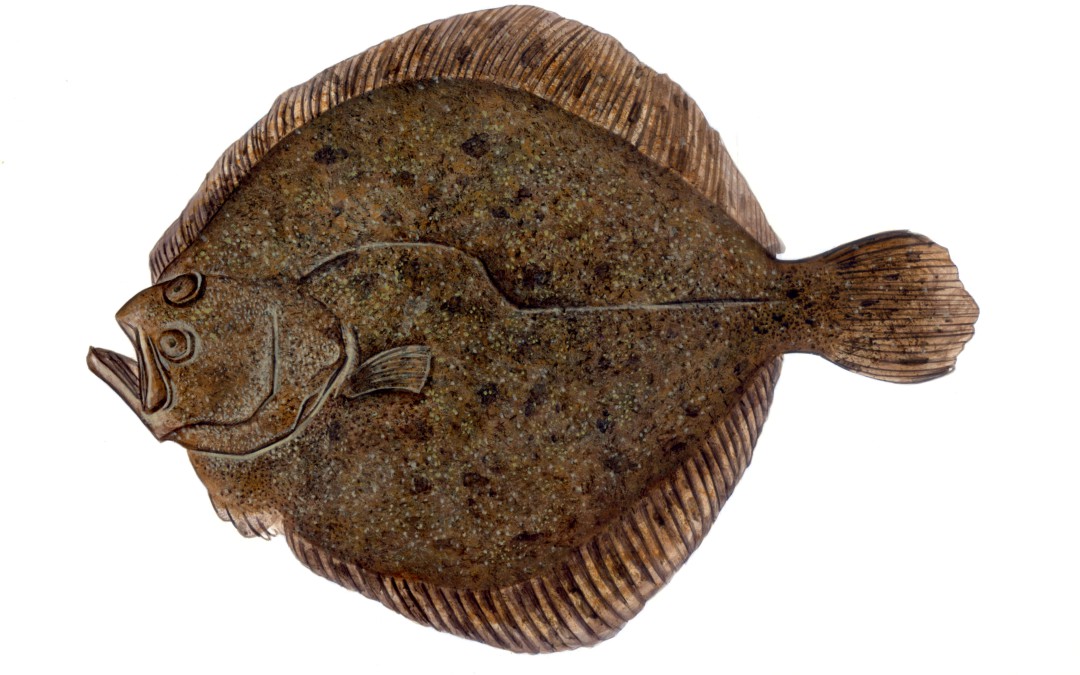 Rodaballo